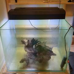 ガラス水槽
