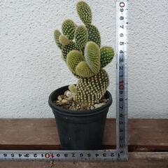 多肉植物ゴールデンバーニーカクタス