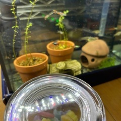 【熱帯魚】エンドラーズライブベアラーペア