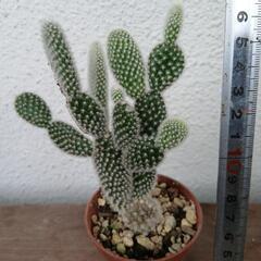 多肉植物の画像