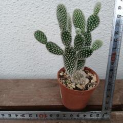 多肉植物の画像