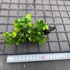 水草　アヌビスナナ流木　3