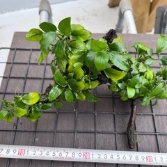 水草　アヌビスナナ流木　1