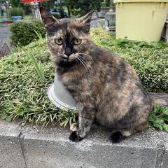 至急‼️３歳女の子❕お産経験あり。25.6.1 - 深谷市