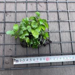 水草　アヌビスナナ 流木　2