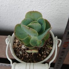 多肉植物ピーチプリデの画像