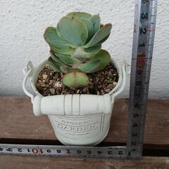 多肉植物ピーチプリデ