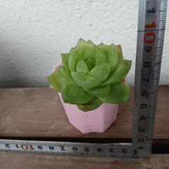 多肉植物ハオルチア