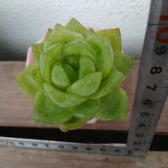 多肉植物ハオルチアの画像