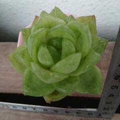 多肉植物ハオルチアの画像