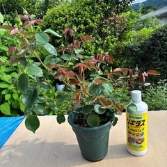 薔薇　プリンセスドウモナコ