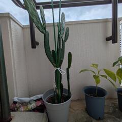 サボテン🌵