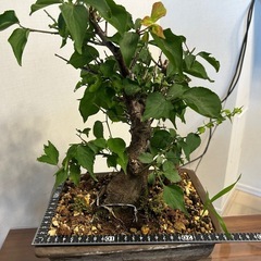 梅　盆栽の画像
