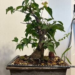 梅　盆栽の画像