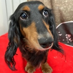 ミニチュアダックス　ラテちゃん　里親募集中