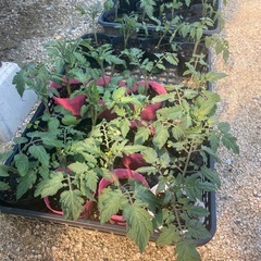 中玉トマト🍅 わき芽苗🌱