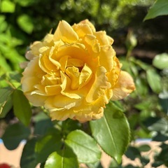 薔薇　トロピカルシャーベット