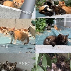 可愛い子猫ちゃん🐱
