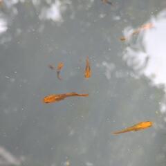 メダカ　竜章鳳姿　若魚　屋外　ビオトープの画像
