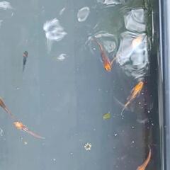 メダカ　竜章鳳姿　若魚　屋外　ビオトープの画像