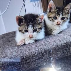 子猫里親募集してます。