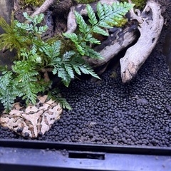 クラウェルツノガエルと飼育ゲージ一式
の画像