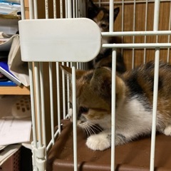 子猫の里親さん、探しております。