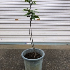 ポポー苗木1️⃣