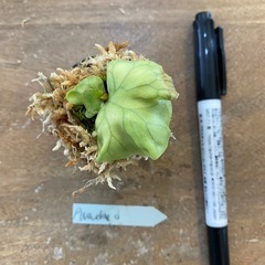  【観葉植物】 ビカクシダ　ワンダエ　ドワーフ P.wandae...