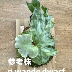  【観葉植物】 商談中　ビカクシダ　ワンダエ　ドワーフ P.wandae dwarfの画像
