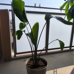 オーガスタ