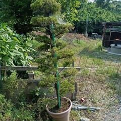 カイヅカイブキの鉢植えの画像