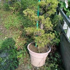 カイヅカイブキの鉢植えの画像