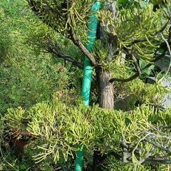 カイヅカイブキの鉢植えの画像