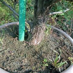 カイヅカイブキの鉢植えの画像