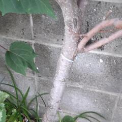 梨の木二本/お話中の画像