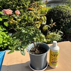 薔薇