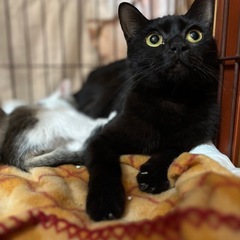 お母さん猫のローズちゃん、親子でお家探してます。