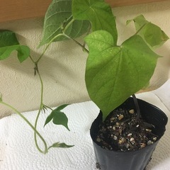 朝顔の苗1つ100円