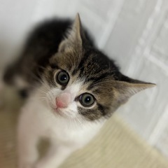 お母さんと一緒にお迎えして下さる方を探しています。