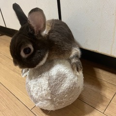 ネザーランドドワーフ 男の子
