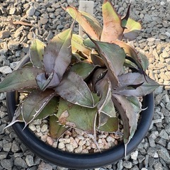 アガベ　チタノタブルー　多頭