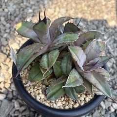 アガベ　チタノタブルー　多頭の画像