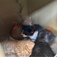 4/30生　野良の子猫４匹