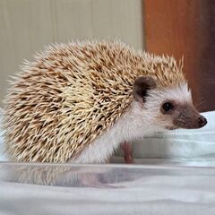 トイプードル・ハリネズミ【御家族様 募集中】🍀販売致します🍀