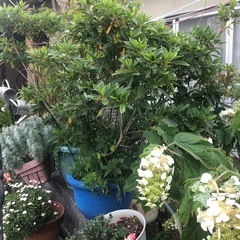平戸ツツジの画像