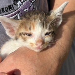 仔猫まだいます