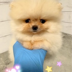 【里親募集】　ポメラニアンの男の子