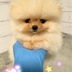 ランキングキーワードに紐づく投稿画像-子犬