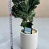 ランキングキーワードに紐づく投稿画像-観葉植物